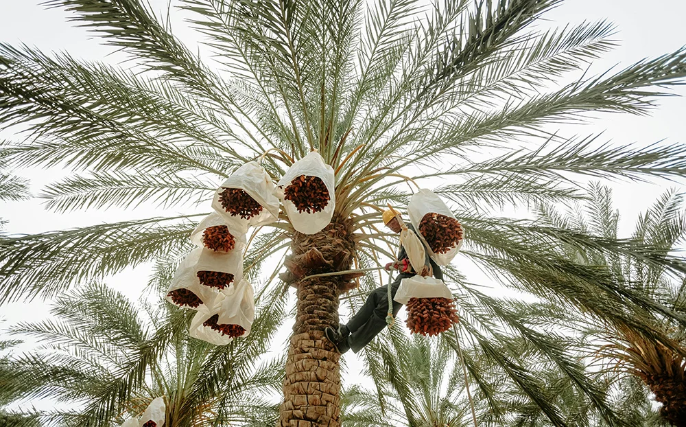 Organic farms avoid toxic inputs, improve soil health, grow clean, sustainable food that supports nature.